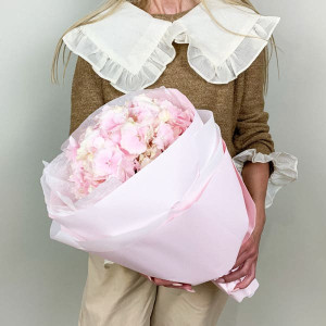 розовая гортензия