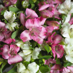 Монобукет из альстромерии 3 фото