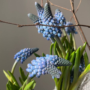 Композиция из мускари на луковице для девушки фото 3